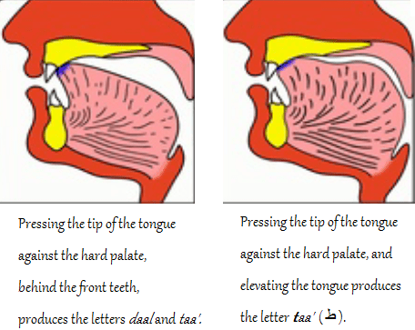 makhraj for taa', daal, taa