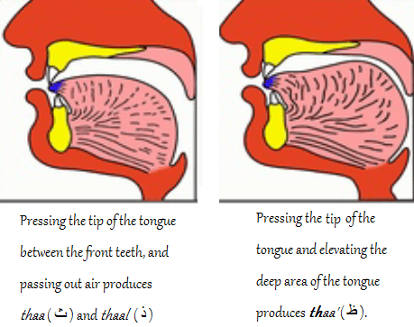 makhraj for thaal, thaa' and thaa